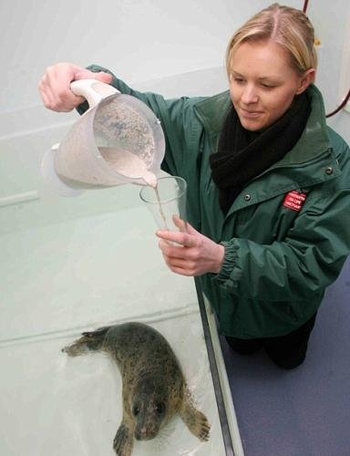 英国小海豹患上罕见鱼类恐惧症 拒吃鱼类(图)